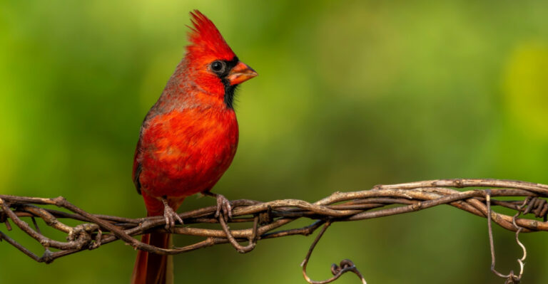 Here Is What It Means When Cardinals Choose Your Mississippi Yard