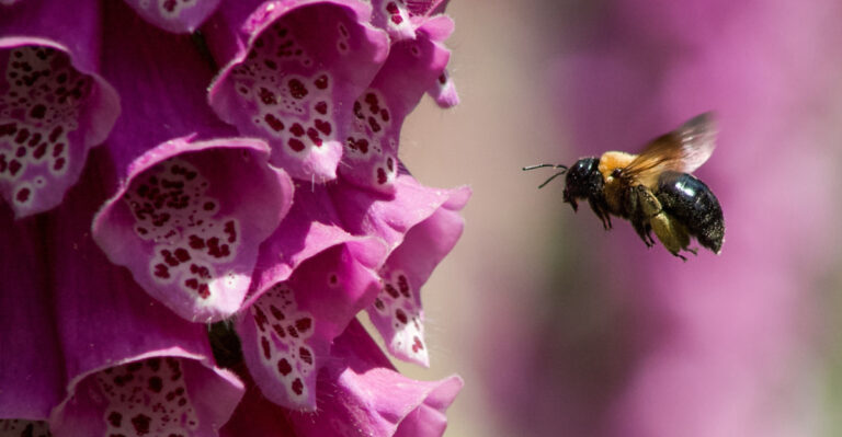 Here Is Why Your Kentucky Porch Keeps Attracting Carpenter Bees