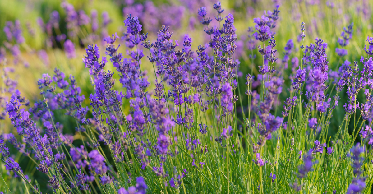 lavender