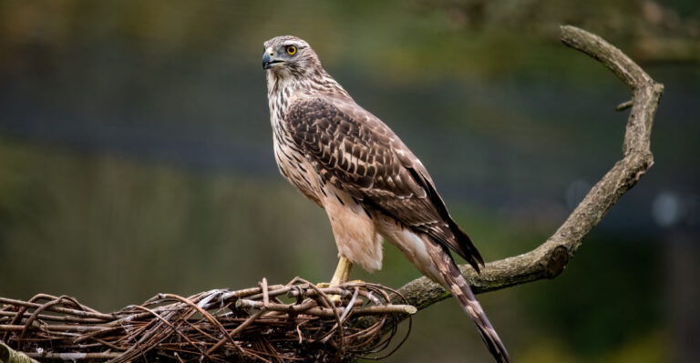 Here’s What It Means If A Hawk Keeps Coming To Your Tennessee Backyard