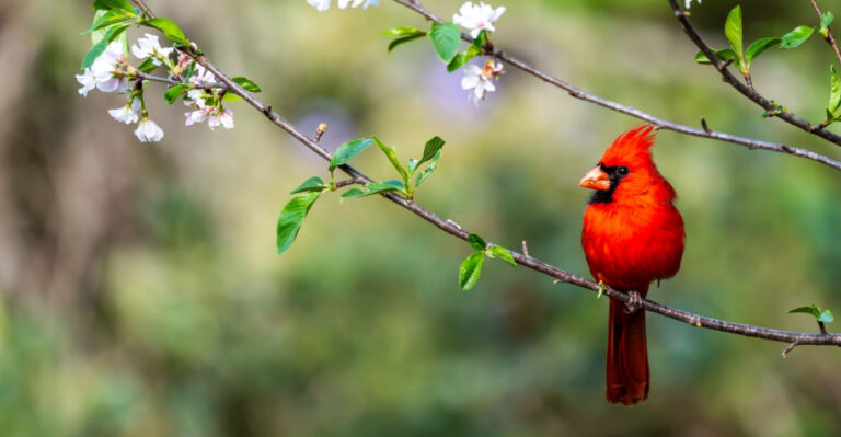 Here’s What It Means When A Cardinal Shows Up In Your New York Yard