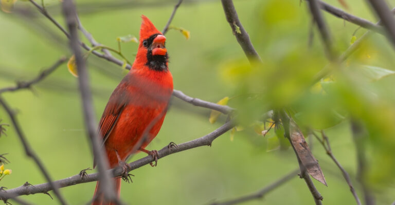 Here’s What It Means When A Cardinal Visits Your South Carolina Yard