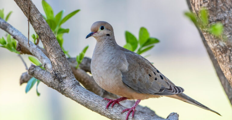 Here’s What It Means When A Mourning Dove Visits Your Illinois Yard