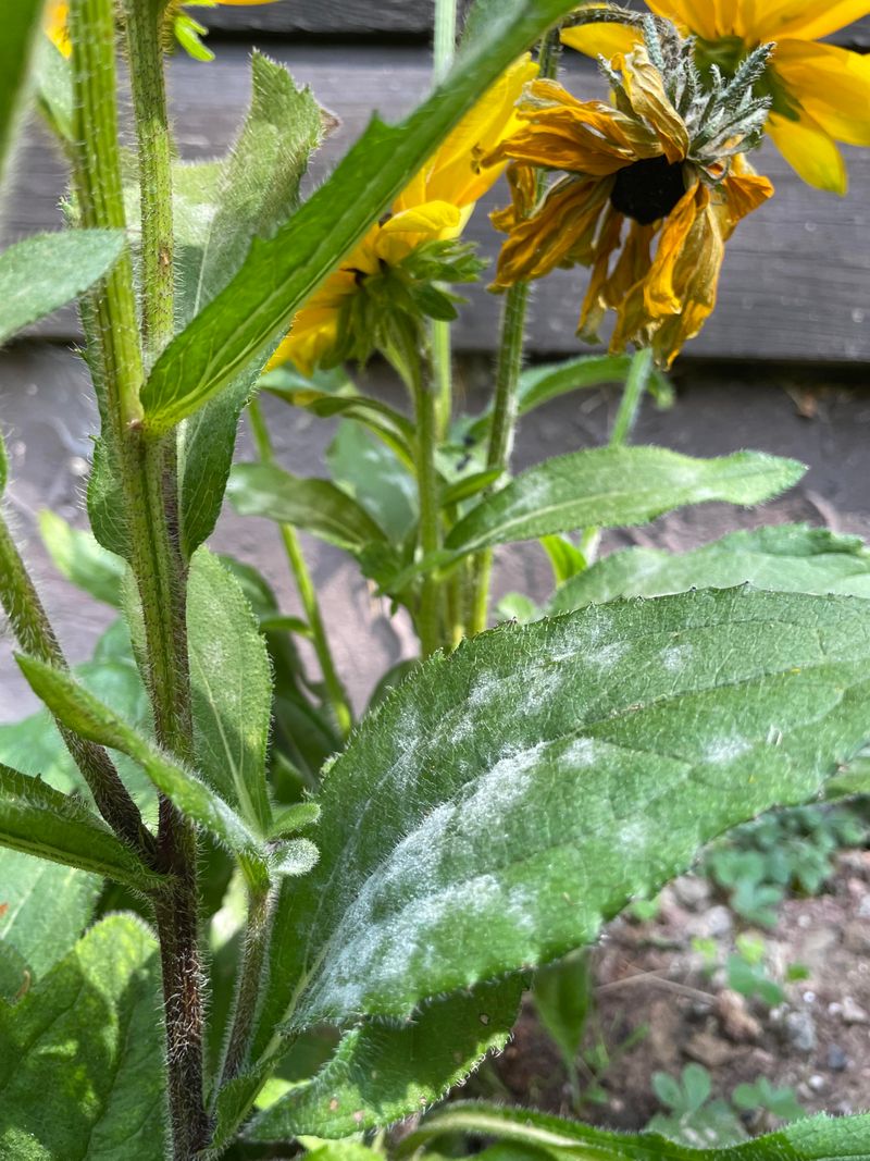 Here's What To Do When You Spot It On Your Plants