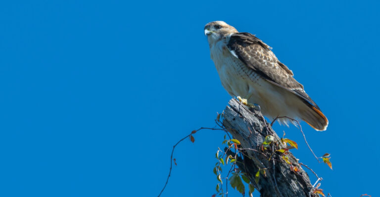 Here’s Why A Red-Tailed Hawk Keeps Visiting Your Virginia Yard