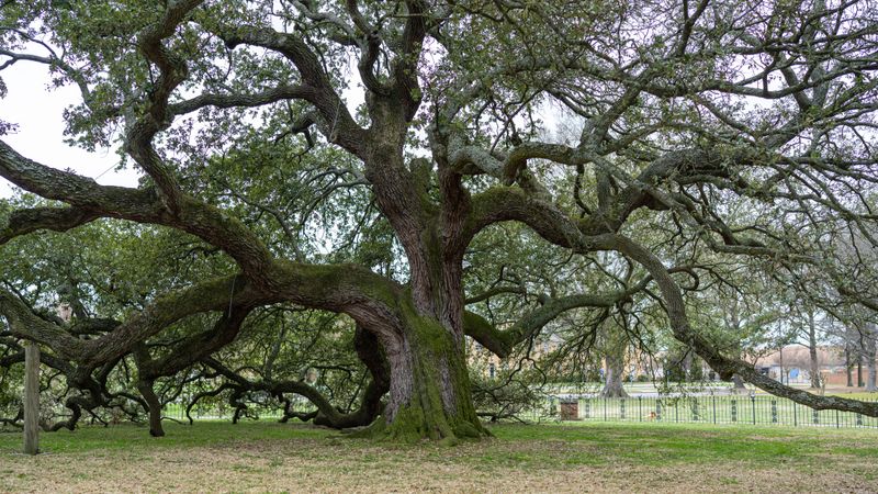 Heritage Oaks Heritage Oaks