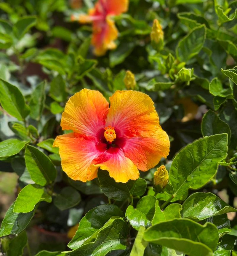 Hibiscus Provides Tropical-Looking Blooms