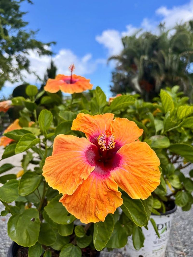 Hibiscus Thrives Through Wet Heat Hibiscus Thrives Through Wet Heat