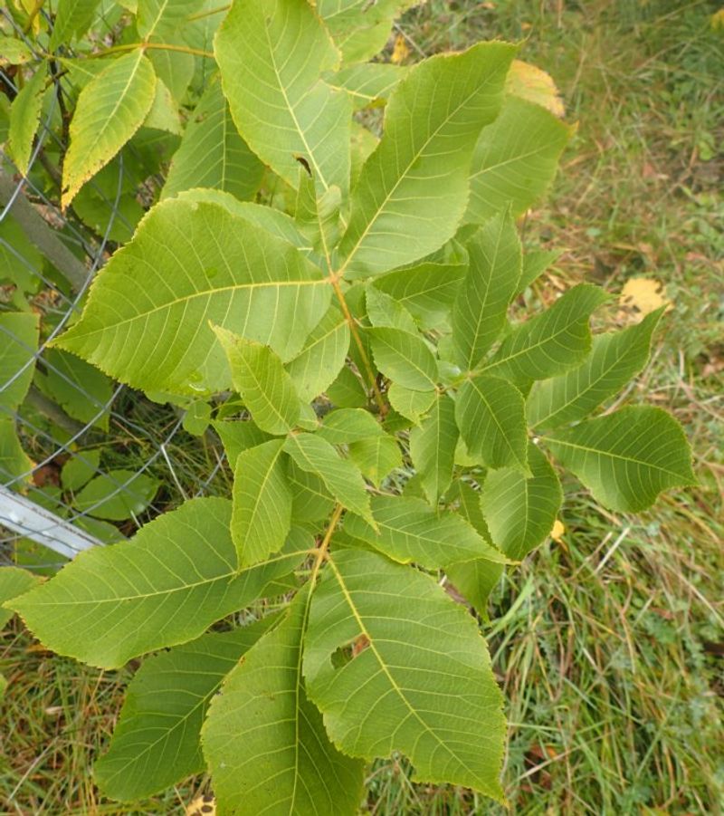 Hickory Saplings Can Serve As Host Plants Hickory Saplings Can Serve As Host Plants
