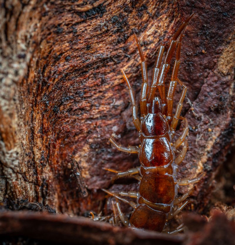 Hidden Pest Infestations Often Explain Why Centipedes Move Indoors