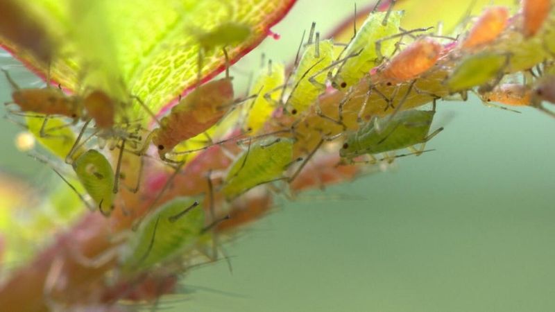 Hidden Pests Can Strip Leaves And Weaken Growth Hidden Pests Can Strip Leaves And Weaken Growth