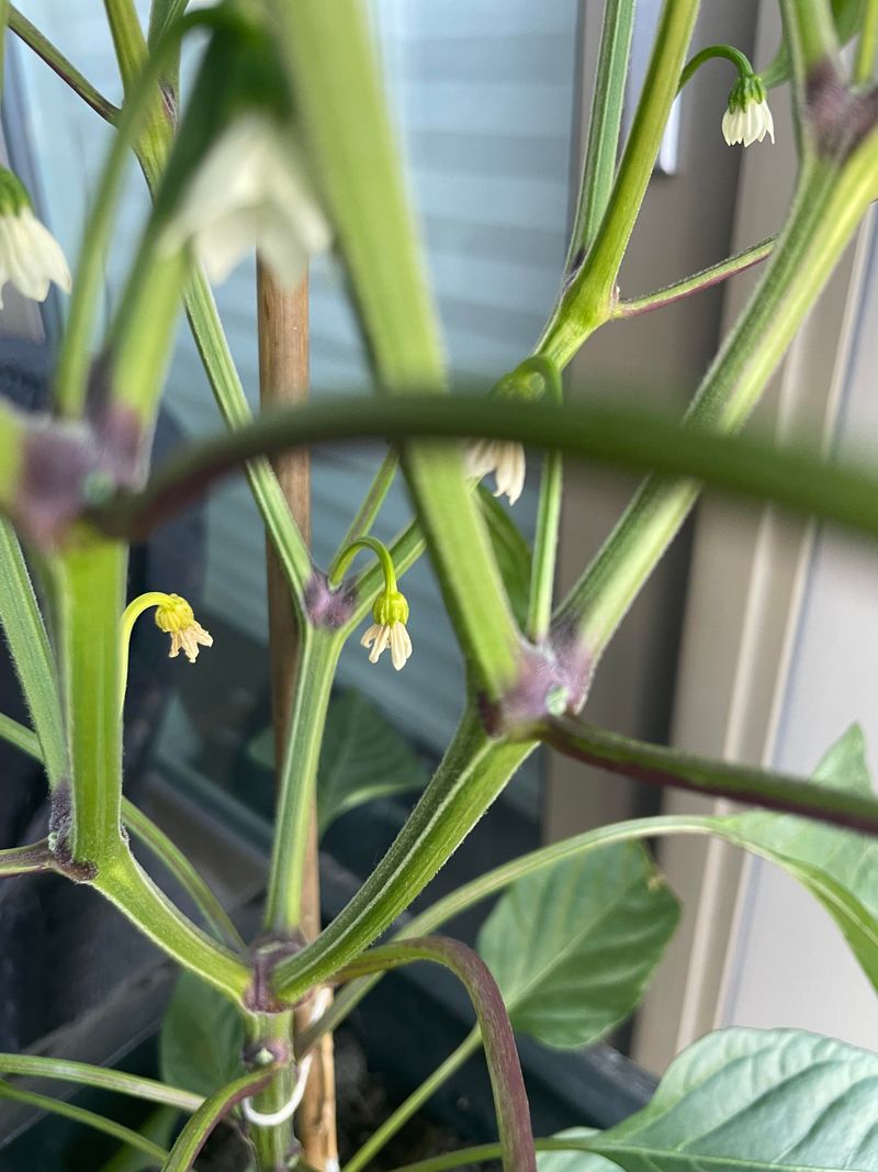 High Humidity Is Interfering With Pollination
