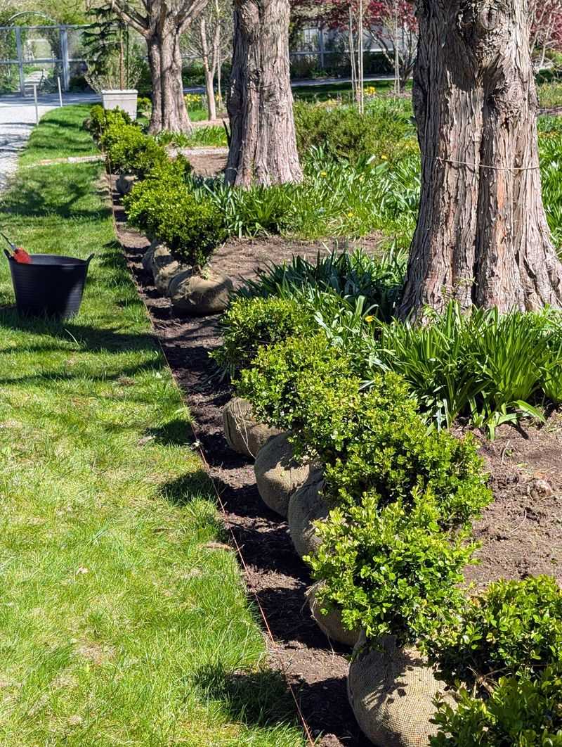 High-Maintenance Shrubs Push Gardeners Toward Alternatives High-Maintenance Shrubs Push Gardeners Toward Alternatives
