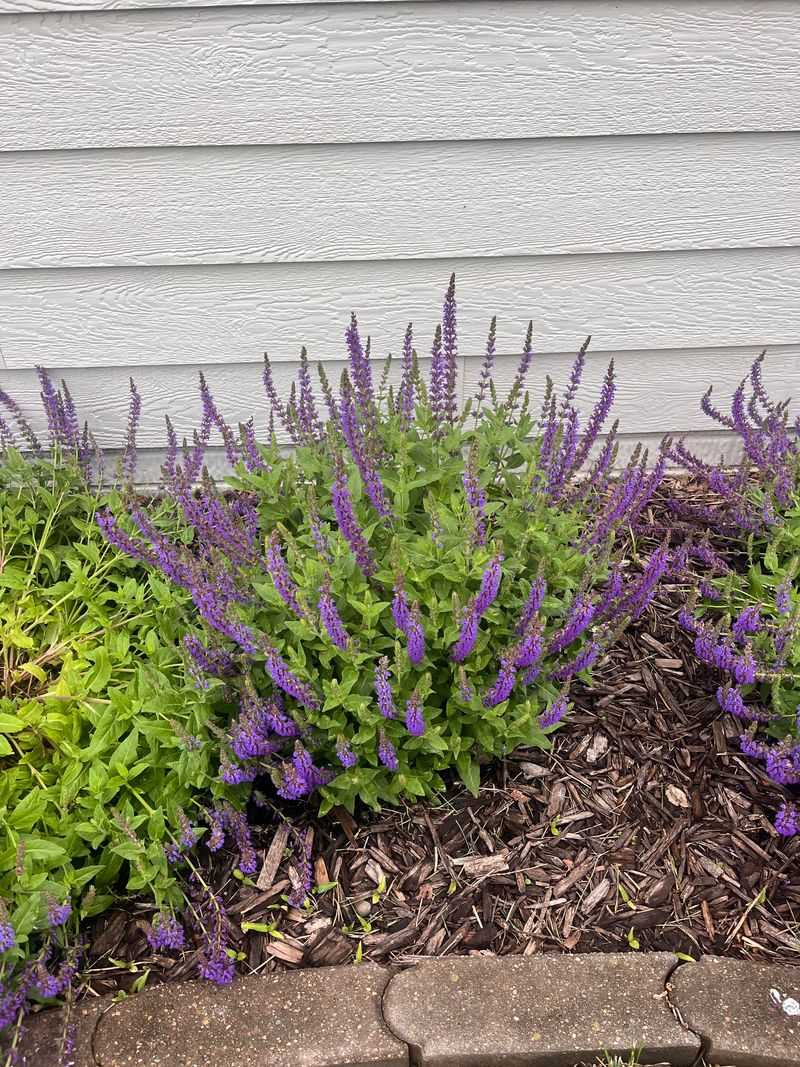 High Nitrogen Fertilizer Can Encourage Leaf Growth Over Flowers