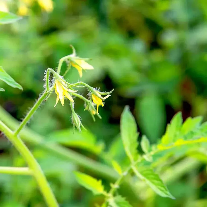 High Temperatures Can Slow Pollination And Fruit Set