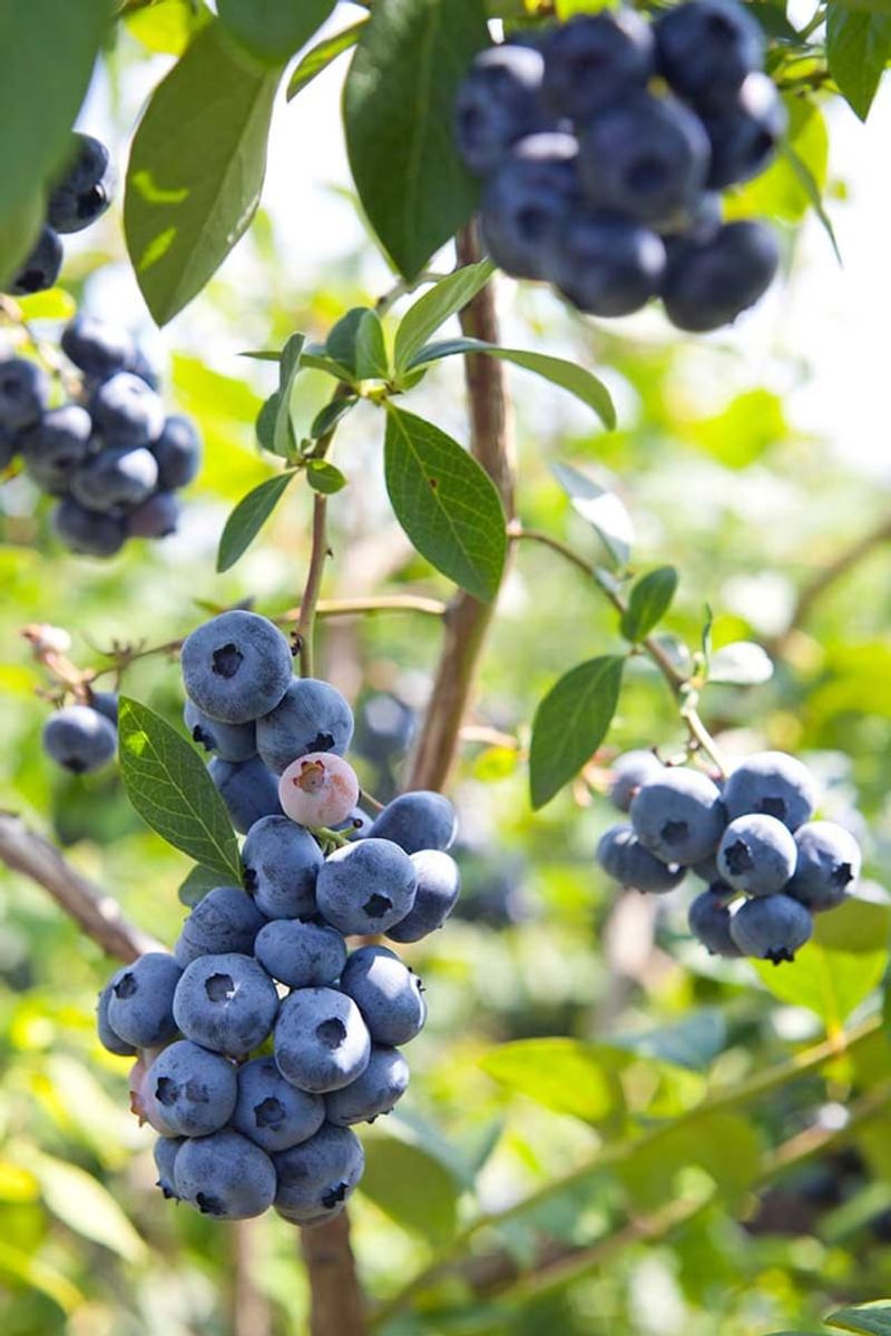 Highbush Blueberry