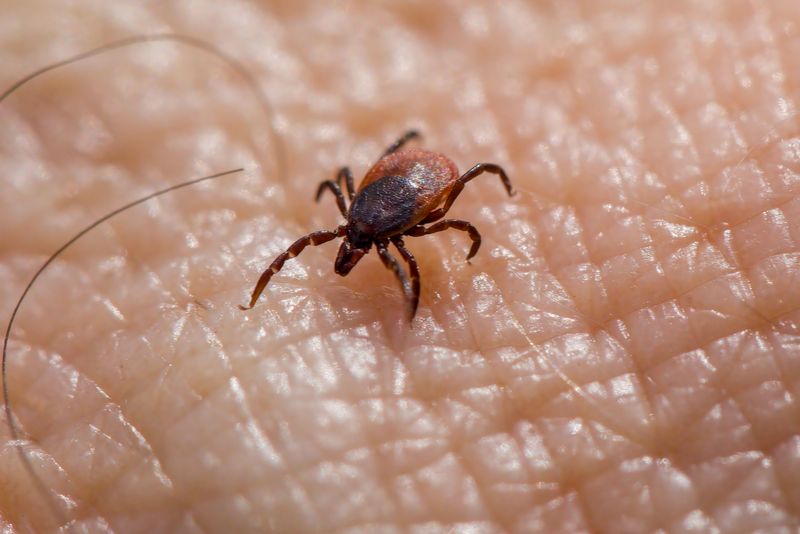 Highly Resistant To Most Tick-Borne Diseases Like Lyme Disease
