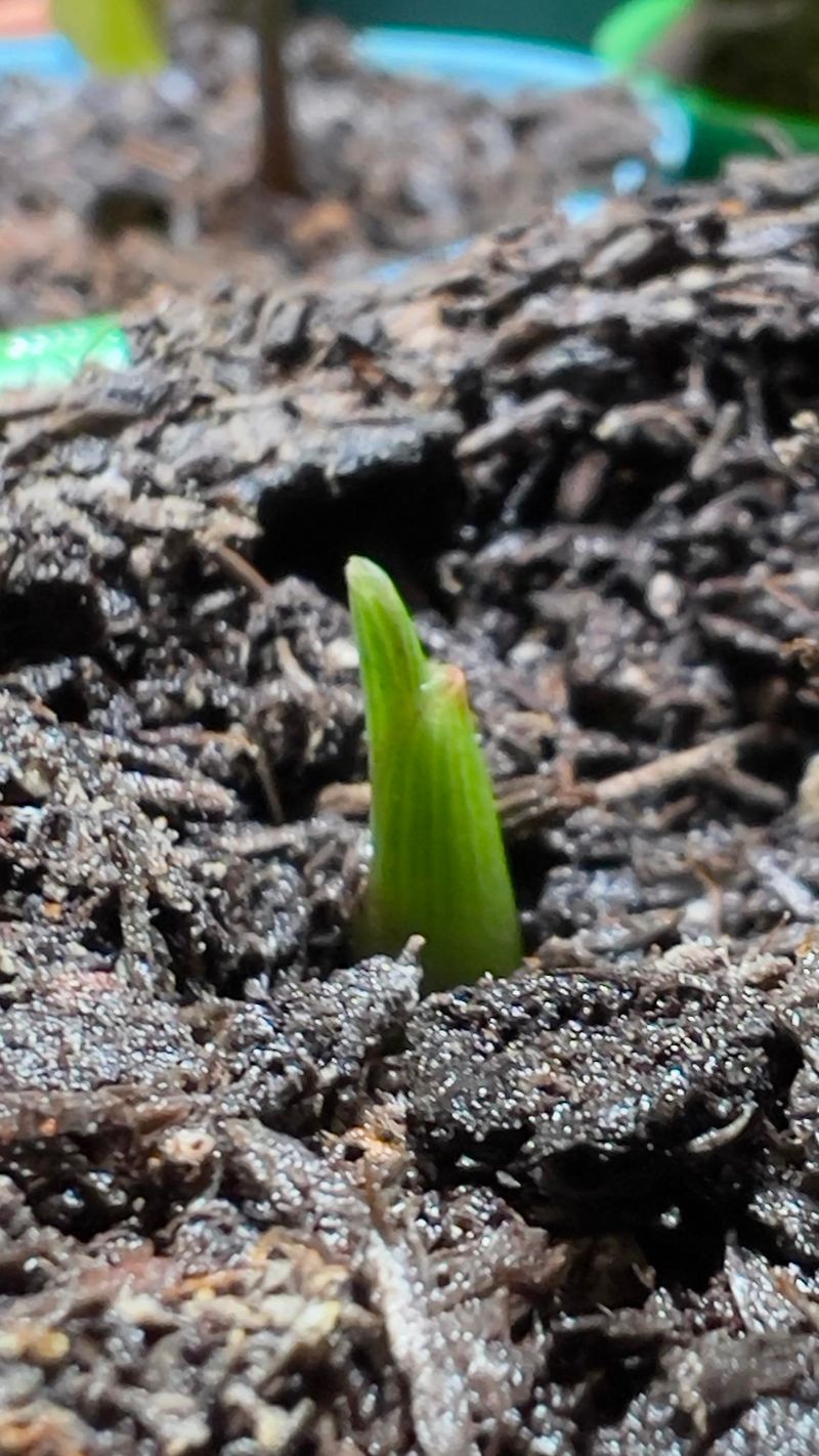 Hill Ginger To Keep Rhizomes Covered