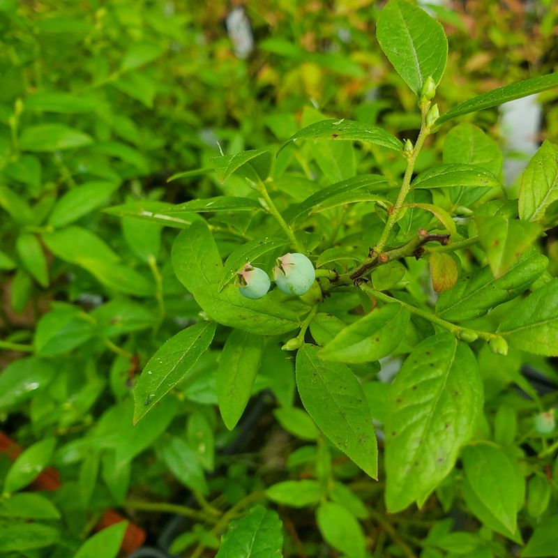 Hillside Blueberry