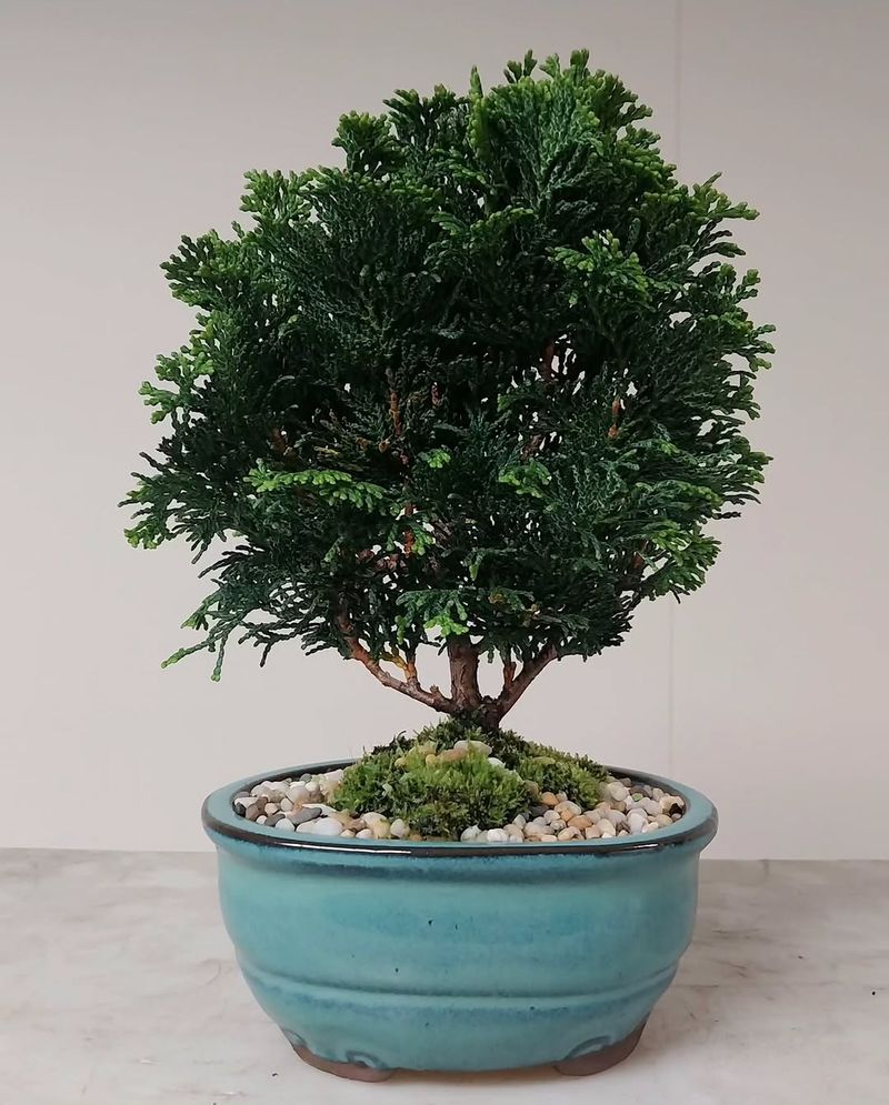 Hinoki Cypress Hinoki Cypress