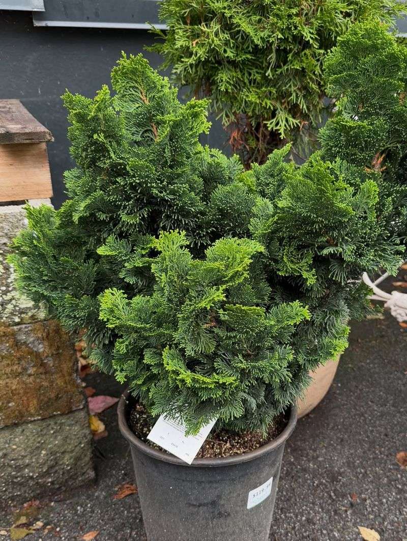 Hinoki Cypress Hinoki Cypress