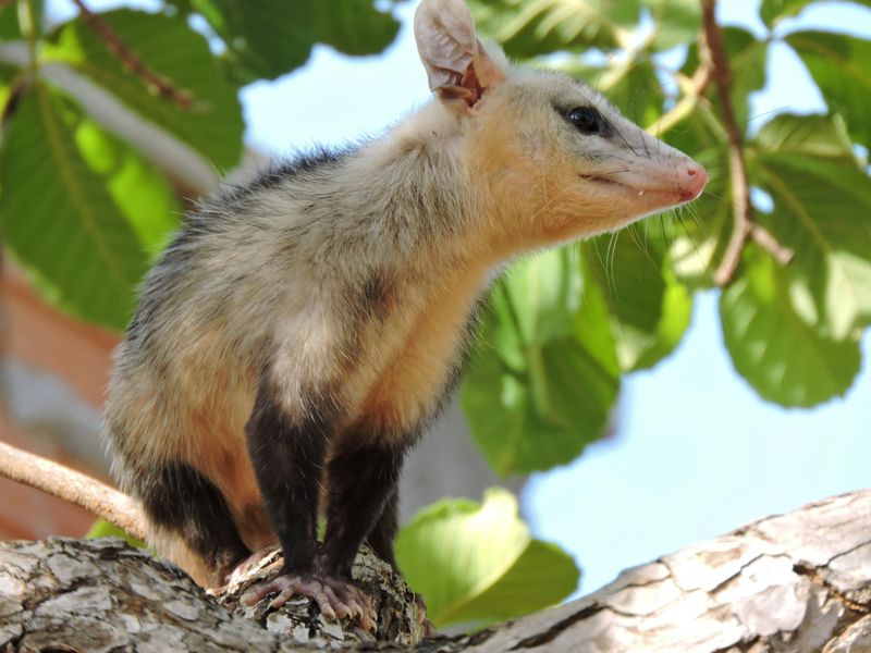 Hissing Or Rustling Sounds At Night
