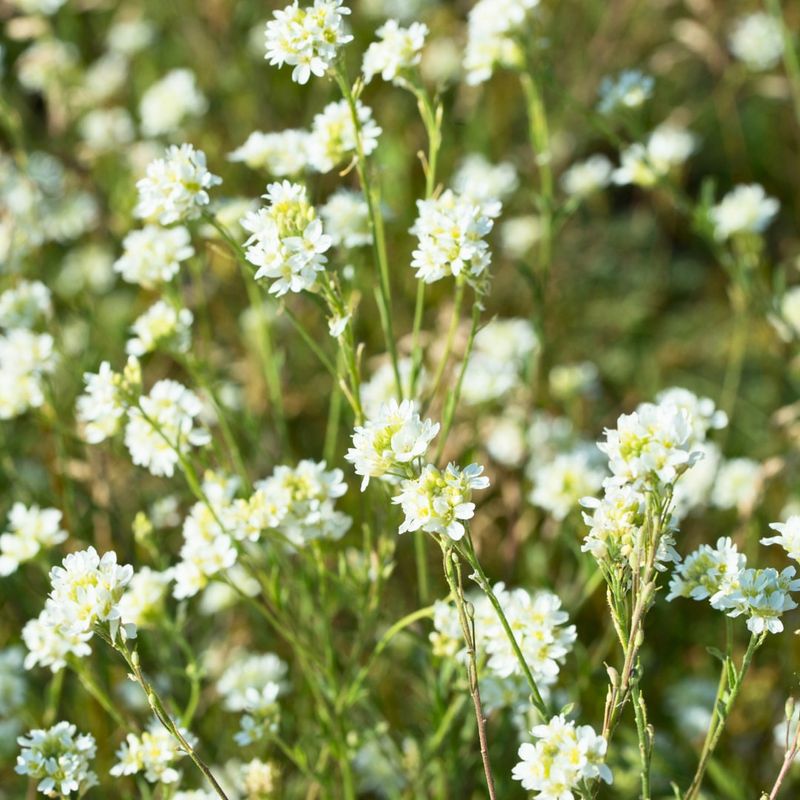 Hoary Alyssum