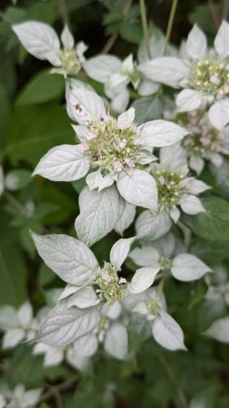 Hoary Mountain Mint Helps Make A Sunny Bed Less Tick Friendly
