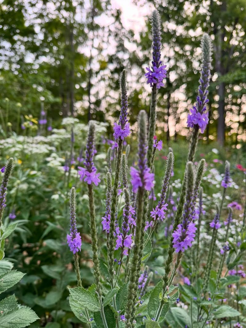 Hoary Vervain 