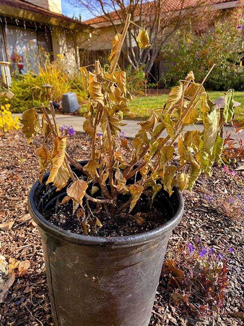 Hold Off On Fertilizer During Heat Stress