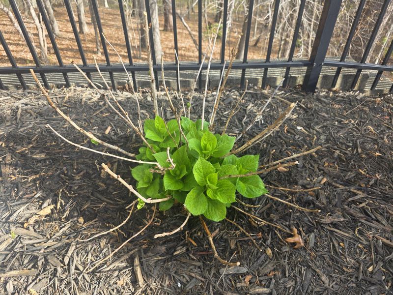 Hold Off On Fertilizing Until New Growth Reaches A Few Inches Hold Off On Fertilizing Until New Growth Reaches A Few Inches