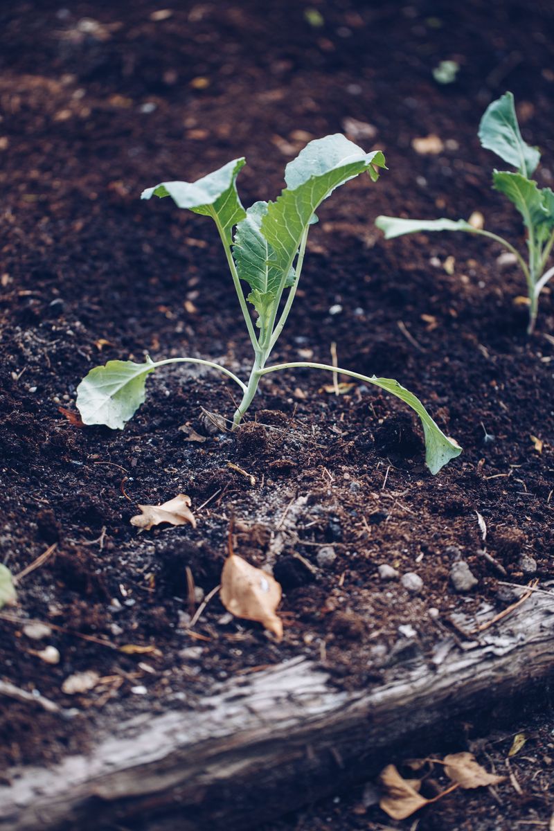 Hold Off On Fertilizing Until Plants Stabilize