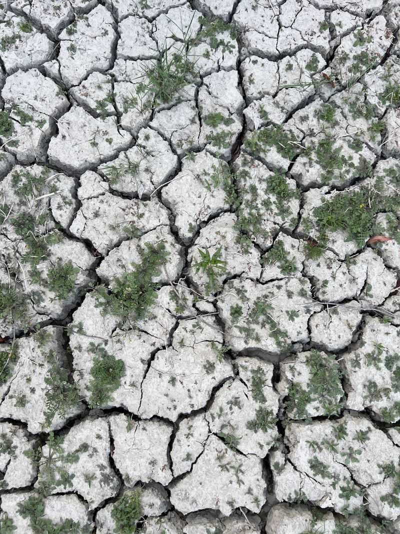 Hold Off On New Plantings Until Conditions Shift Hold Off On New Plantings Until Conditions Shift