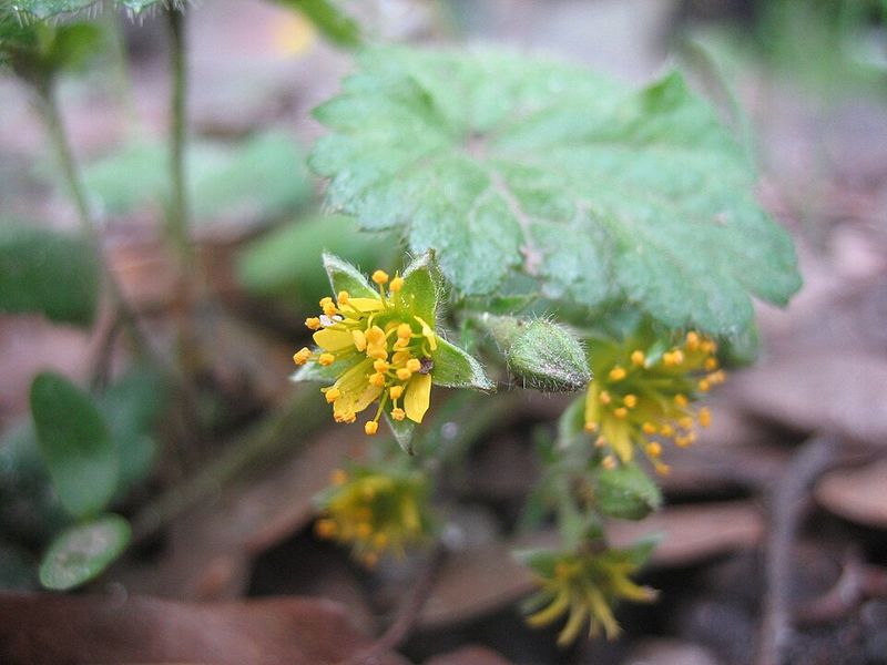 Hold Soil In Place With Barren Strawberry