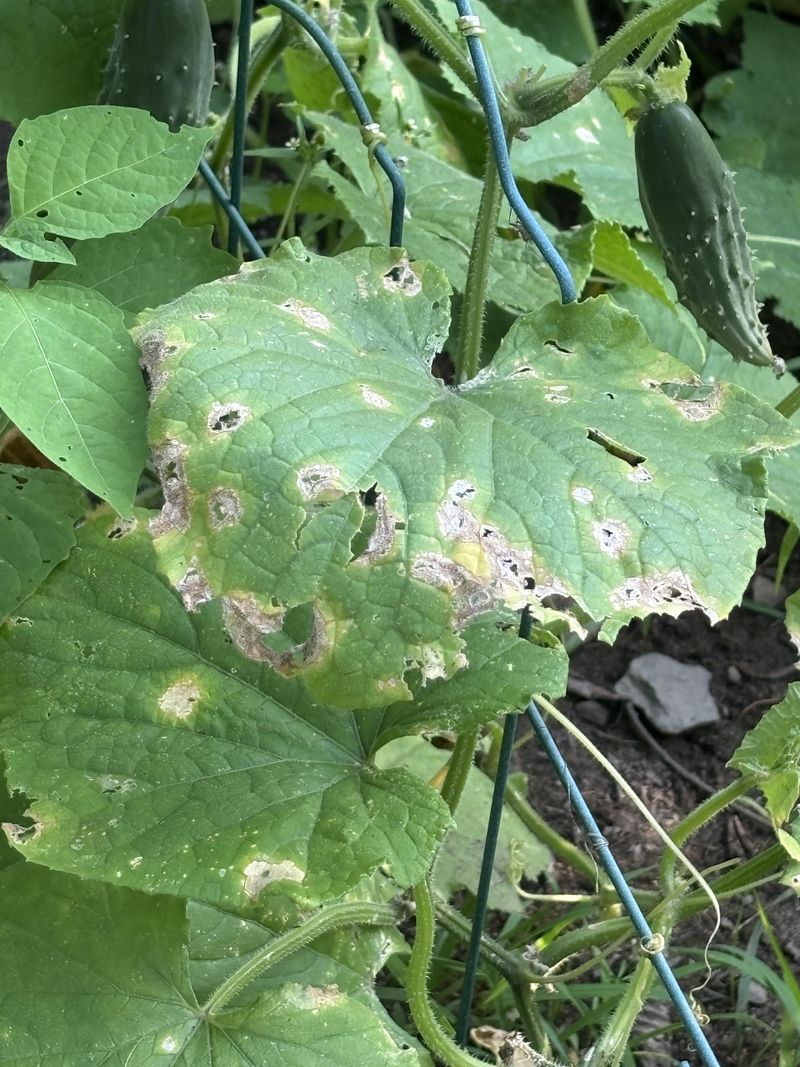 Holes On Leaves