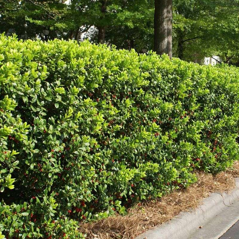 Holly Varieties (Ilex Spp.)