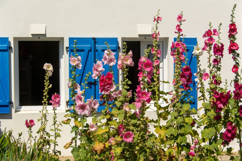 Hollyhock