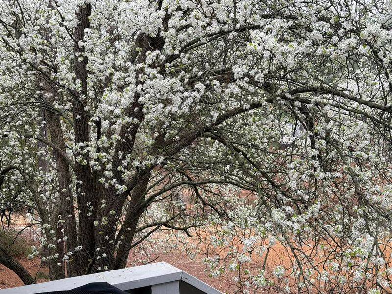 Homeowners Can Trade Removed Bradford Pears For Free Native Trees Homeowners Can Trade Removed Bradford Pears For Free Native Trees