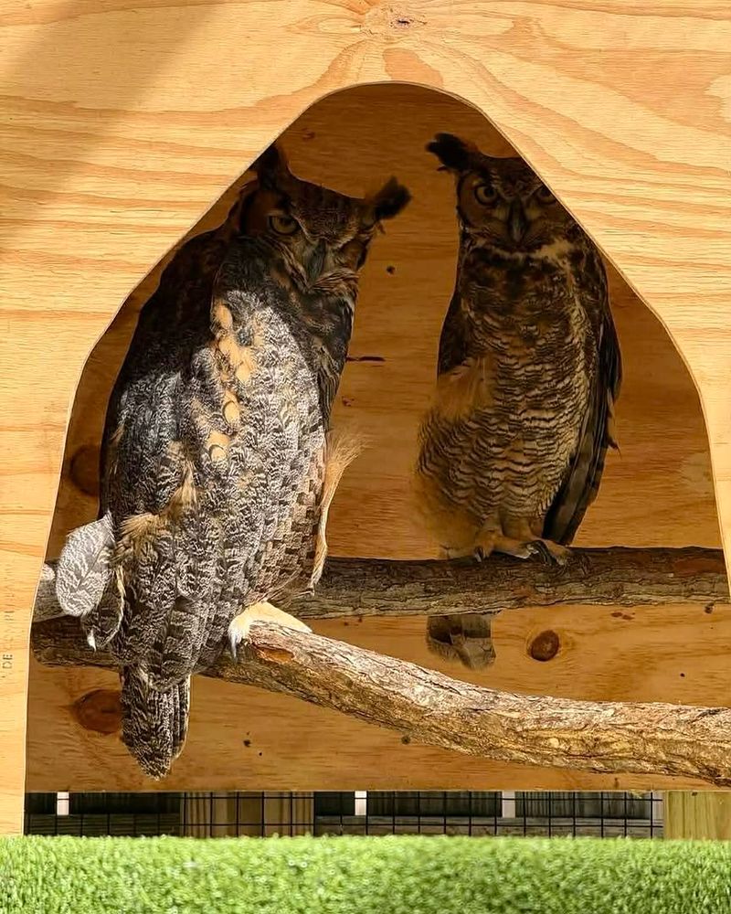 Homeowners Like The Natural Rodent Control Angle