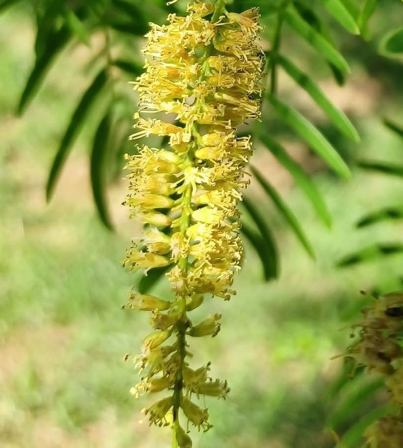 Honey Mesquite Benefits From Balanced Canopy Cleanup Honey Mesquite Benefits From Balanced Canopy Cleanup