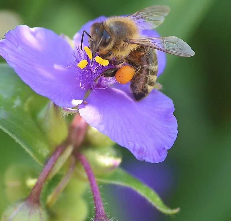 Honeybees Honeybees