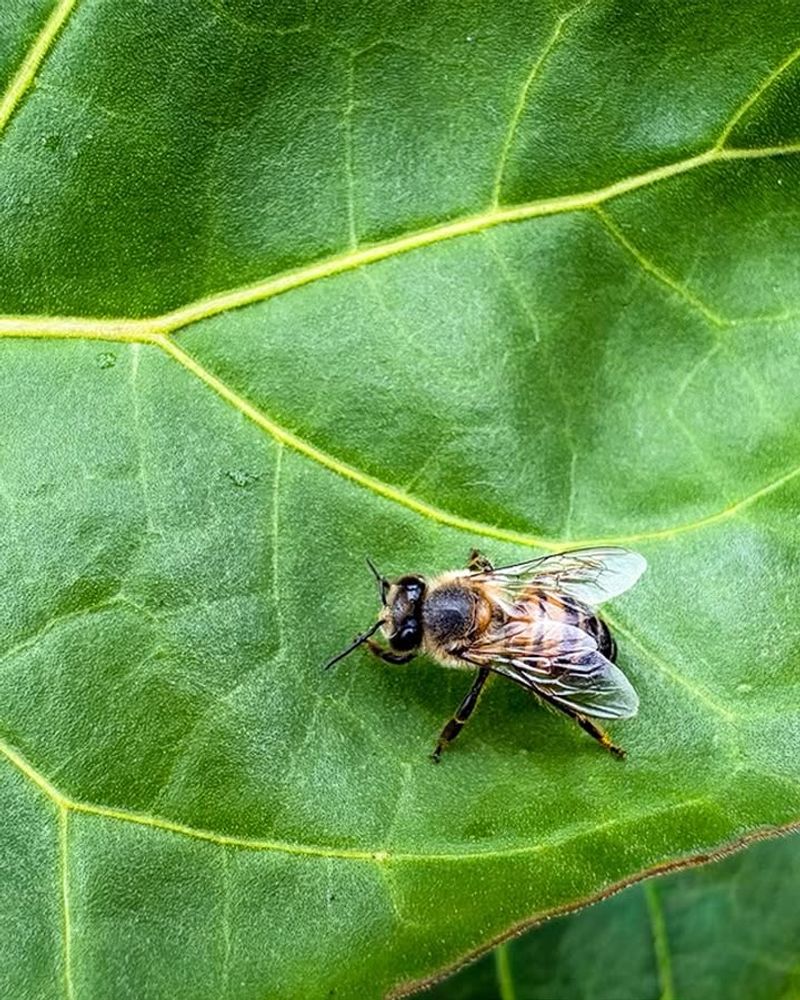 Honeybees