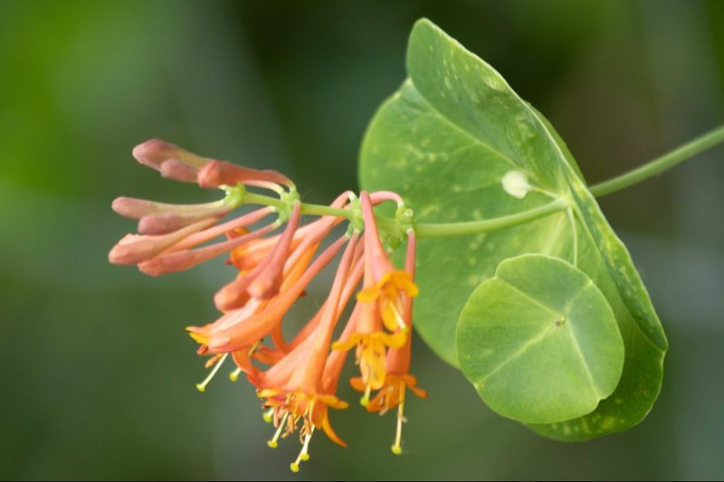 Honeysuckle Covers Supports With Fragrant Blooms