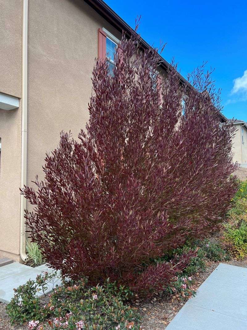 Hop Bush Adds Colorful Foliage And Privacy