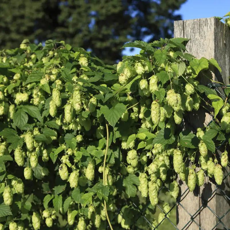 Hops Climb High With Bold Green Growth
