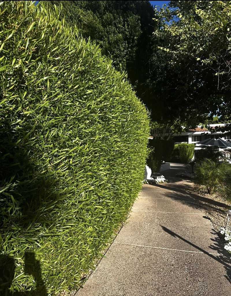 Hopseed Bush Creates A Light, Airy Privacy Wall