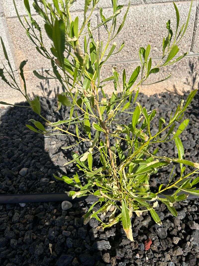 Hopseed Bush Needs A Wider Border Hopseed Bush Needs A Wider Border
