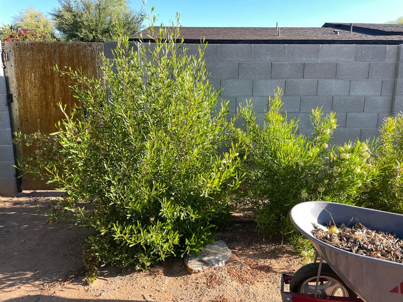 Hopseed Bush Hopseed Bush
