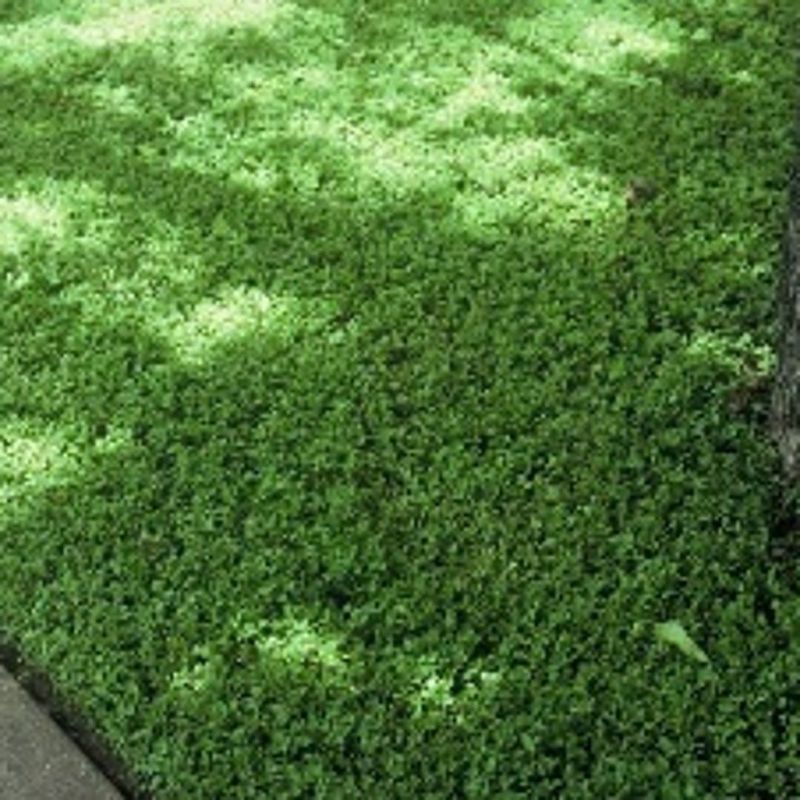 Horseherb Covers Bare Soil With Spreading Green Groundcover