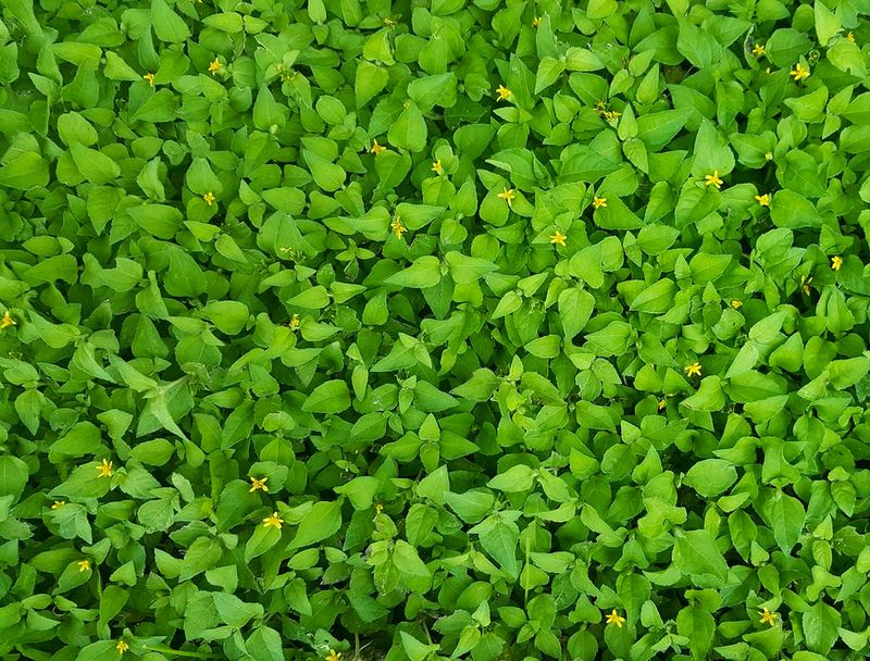 Horseherb Fills Shady Beds Naturally